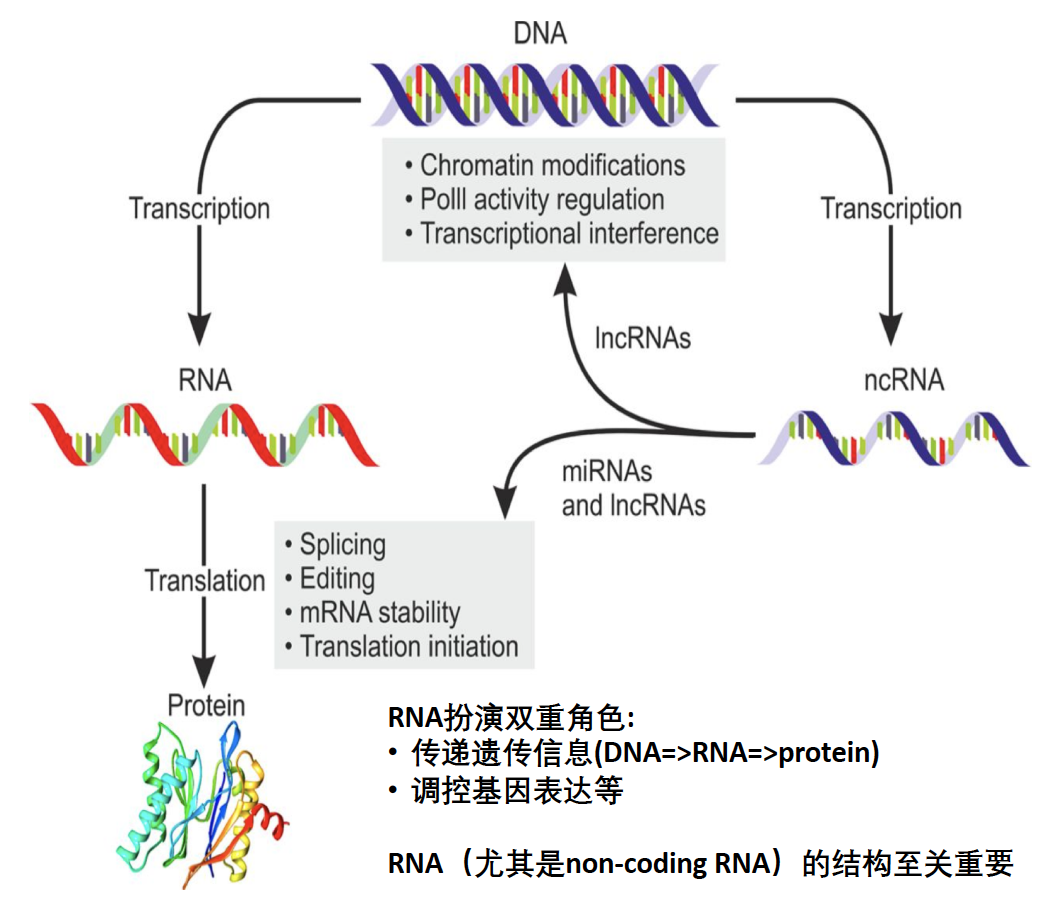 新冠病毒RNA结构图片