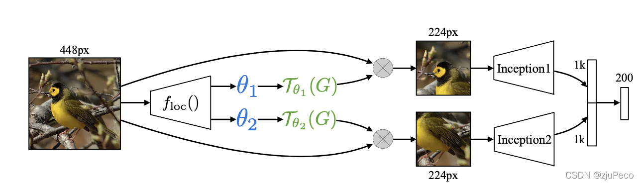 鸟类识别中的STN示意图