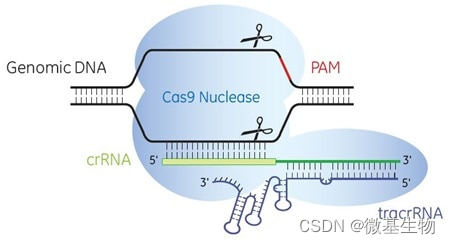 CRISPER实验介绍「建议收藏」