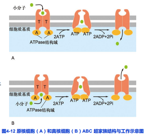 跨膜运输图解图片