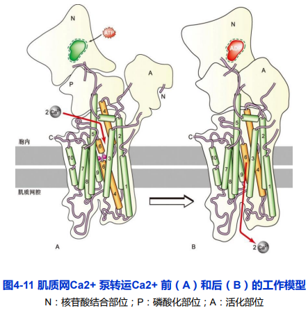 跨膜运输图解图片