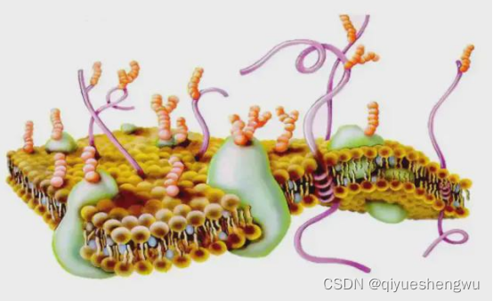 巨噬细胞膜仿生三硒化二铋纳米粒|巨噬细胞膜包封金属有机框架纳米颗粒