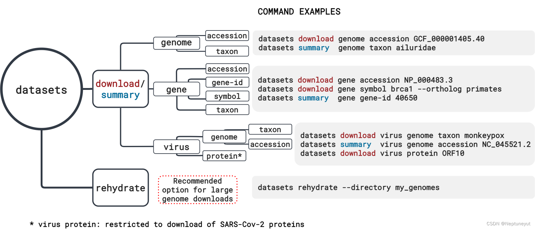 ncbi-datasets-cli-高效便捷下载NCBI数据