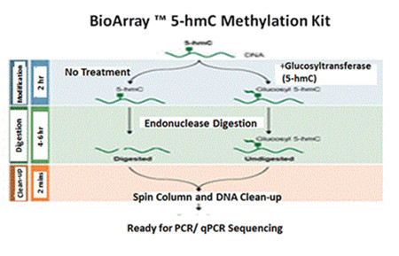 Enzo Life Sciences/艾美捷 BIOARRAY 5-hmC甲基化试剂盒