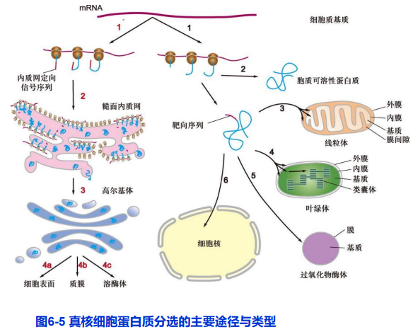 二,蛋白质分选的基本途径与类型