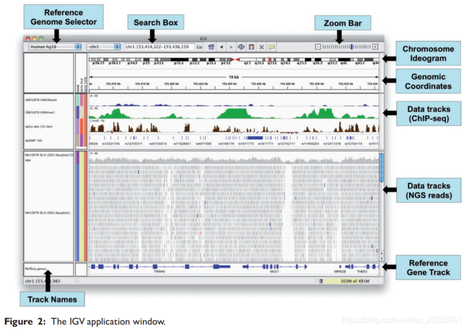【软件介绍】IGV软件的安装和基本介绍_integrative genomics viewer-CSDN博客