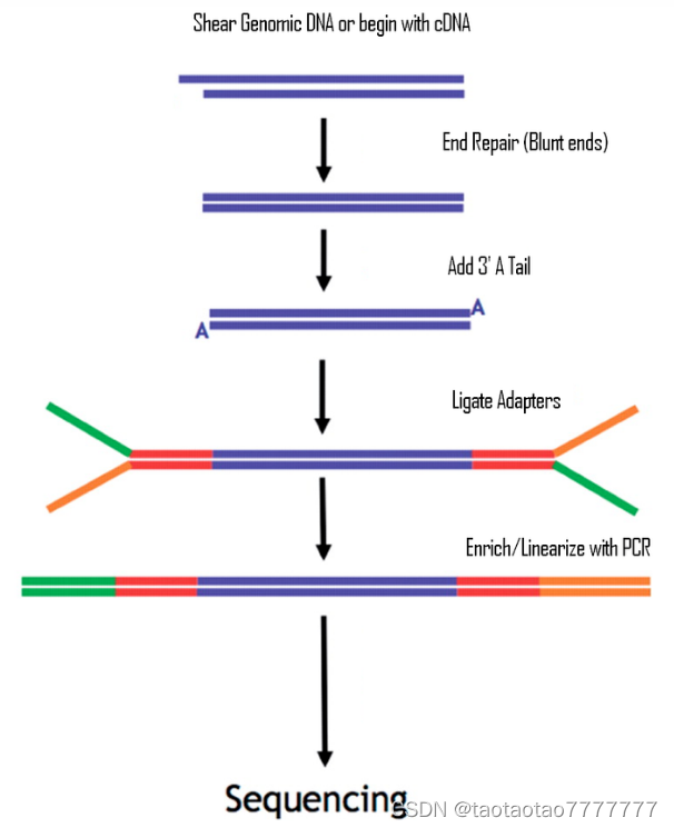 illumina二代测序原理及过程