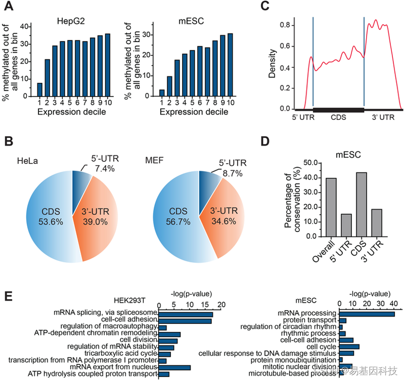 易基因｜RNA m7G甲基化测序（m7G-MeRIP-seq）