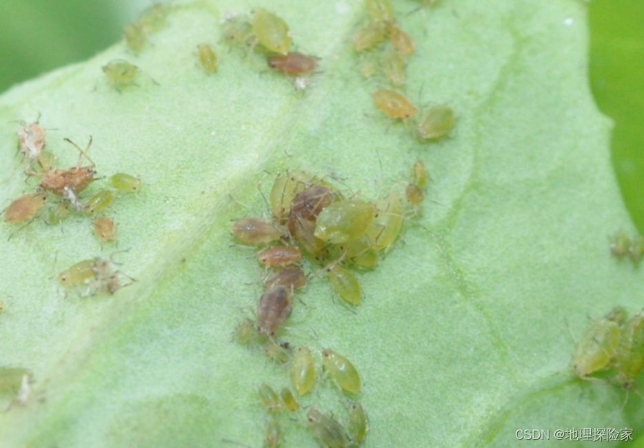 小白菜病害情况介绍小白菜病害主要有病毒病,软腐病,霜霉病,黑斑病等