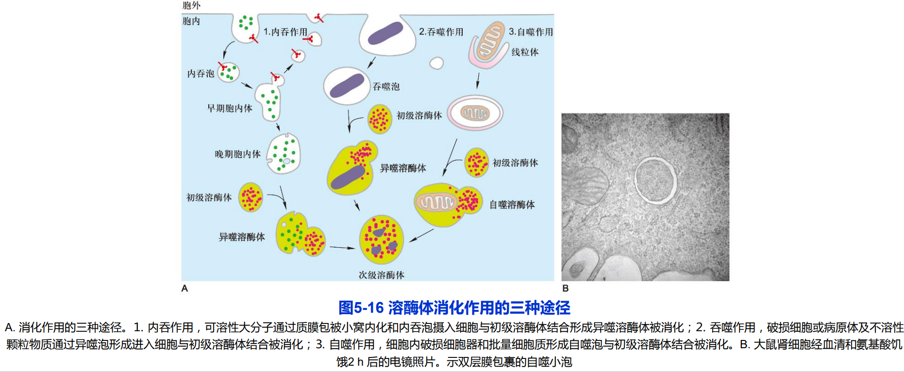 cytosol图片