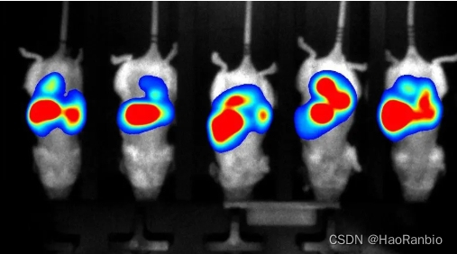 白鼠活体荧光测定实验外包-CSDN博客