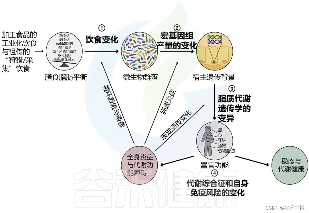 脂肪毒性的新兴调节剂——肠道微生物组