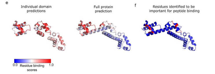 Nat. Communications Biology2022 | PepNN+: 用于识别多肽结合位点的深度关注模型