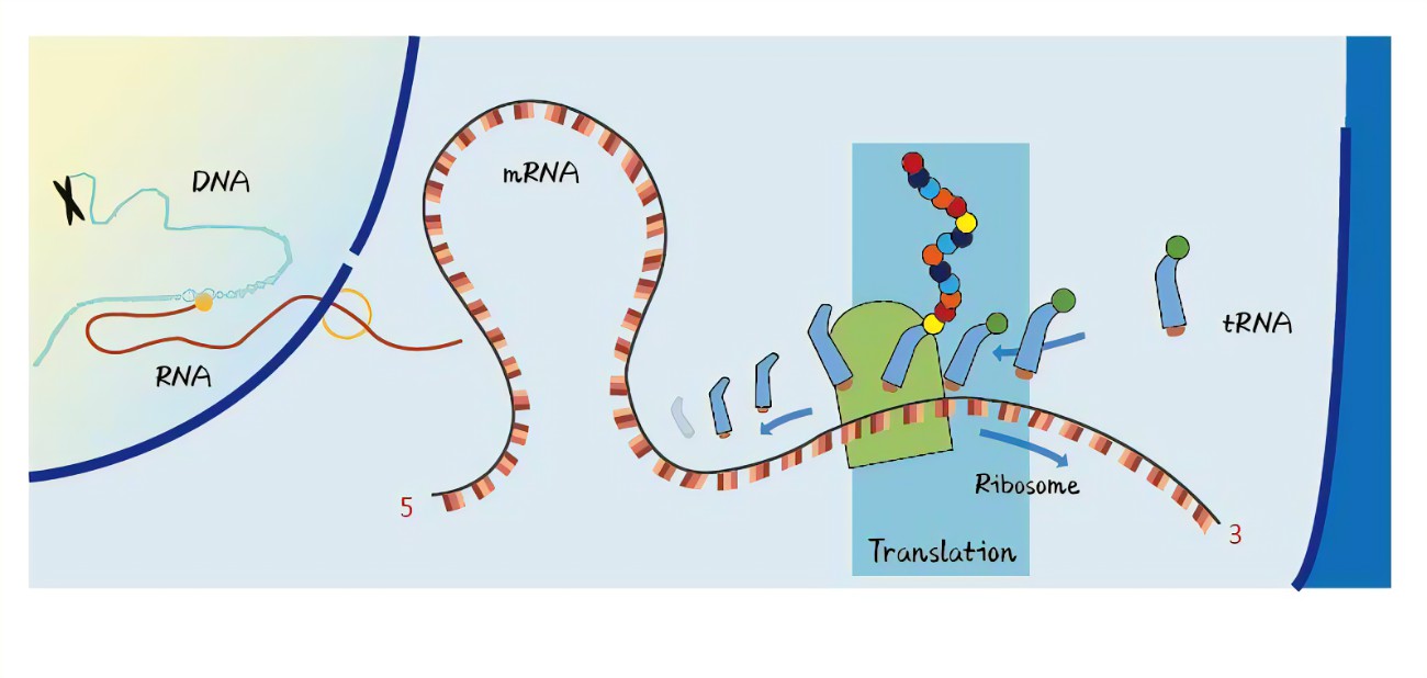 编码rna与非编码rna的区别_调控性非编码RNA