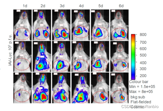 小动物 PET/CT 成像服务外包_小动物ct机服务-CSDN博客