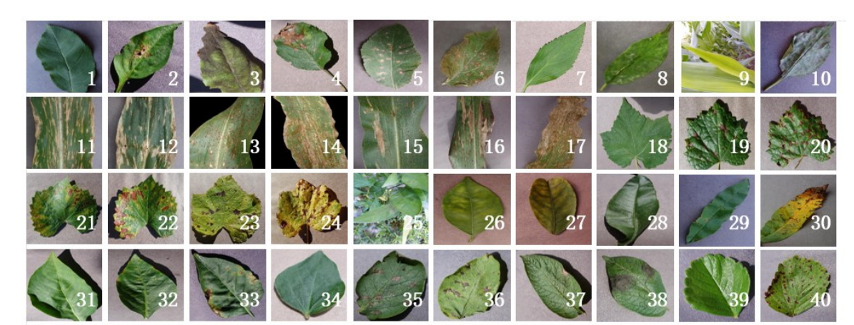 植物病害图片及名称图片