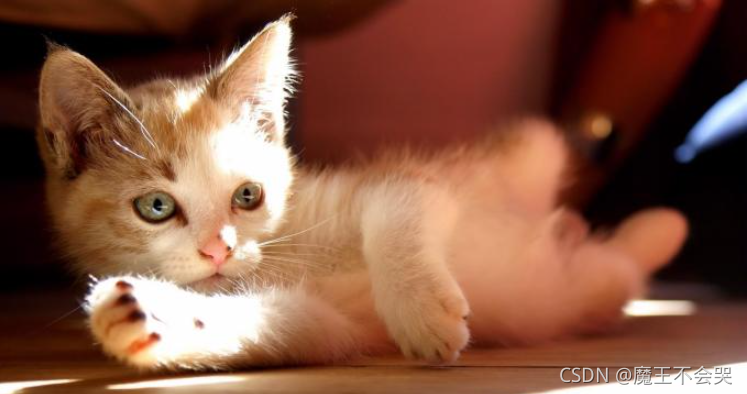 小猫咪能有什么坏心思呢?只是想要你带它回家啦~