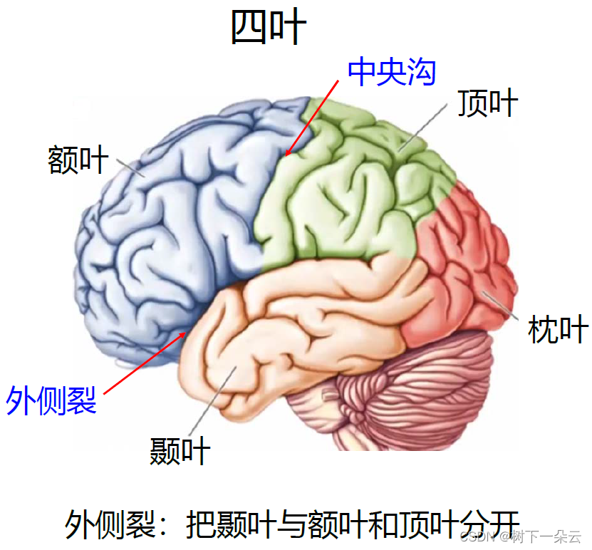 大脑中枢分布图结构图片