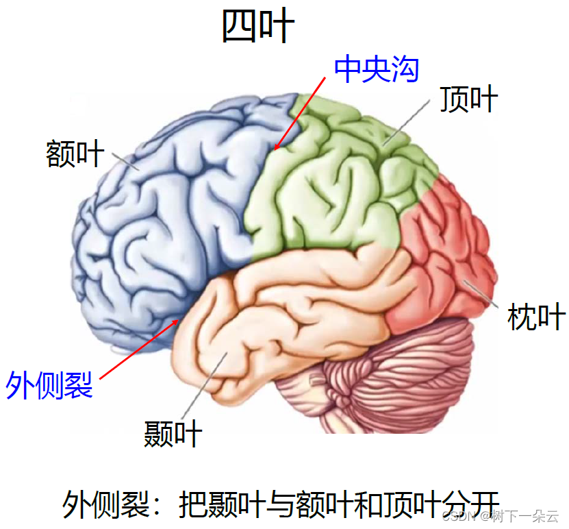 大脑皮质的主要中枢图片