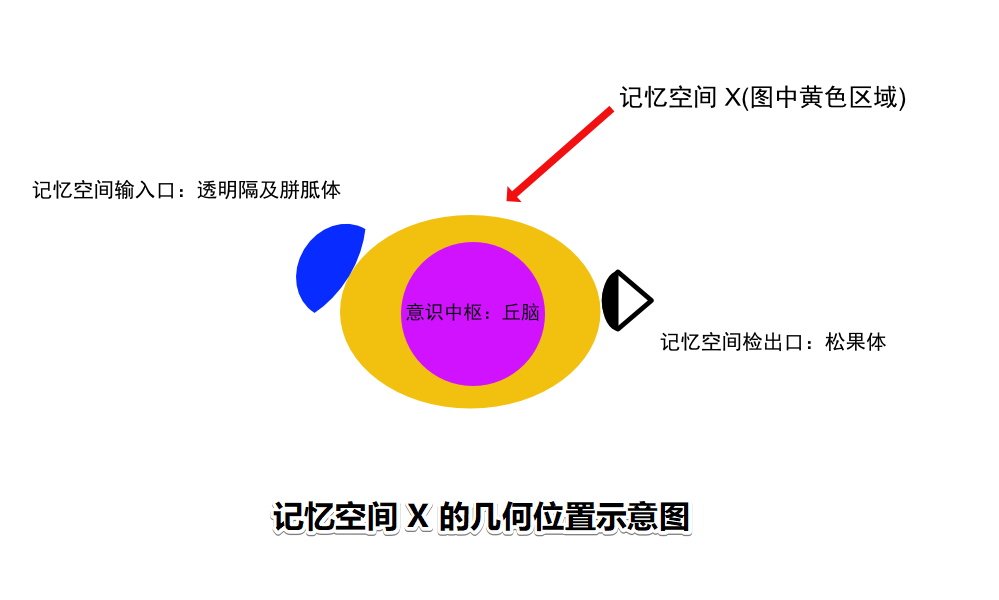 人类记忆系统之谜，也许就是这么回事儿