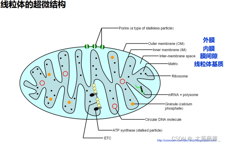 细胞生物学-7-叶绿体和线粒体