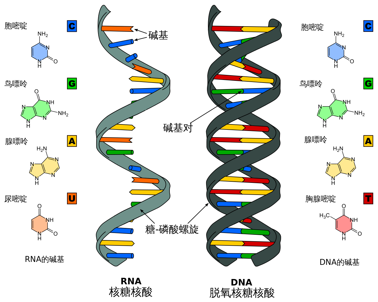 三种RNA图片