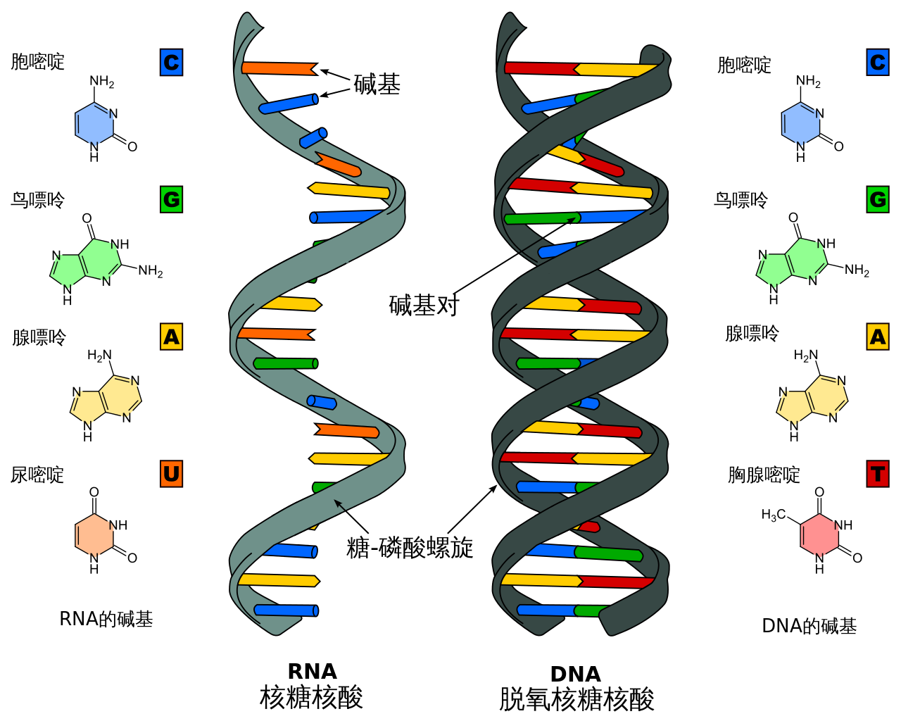 【bio】基础生物学 