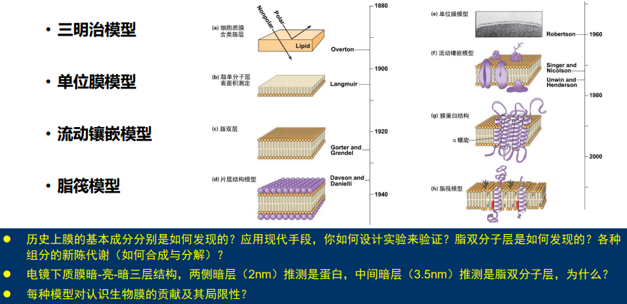 细胞膜名词解释细胞生物学_胞质膜和细胞膜