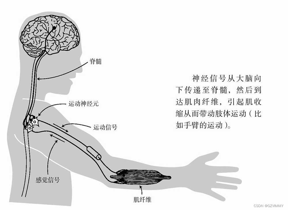 人工智能前置研究-神经元/离子通道