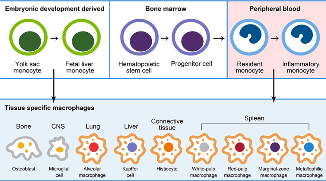 免疫是什么专业学的 watermark,type_ZHJvaWRzYW5zZmFsbGJhY2s,shadow_50,text_Q1NETiBA5a6H5qK15paH5LmmQw,size_1,color_FFFFFF,t_70,g_se,x_16
