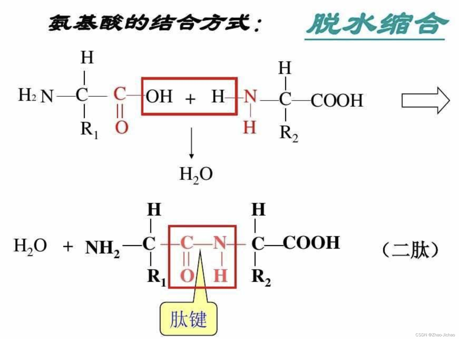 【Bio】基础生物学 - 蛋白质 protein