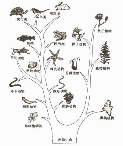 在研究生物进化中,常用一种类似树状分支的图形来概括各种(类)生物