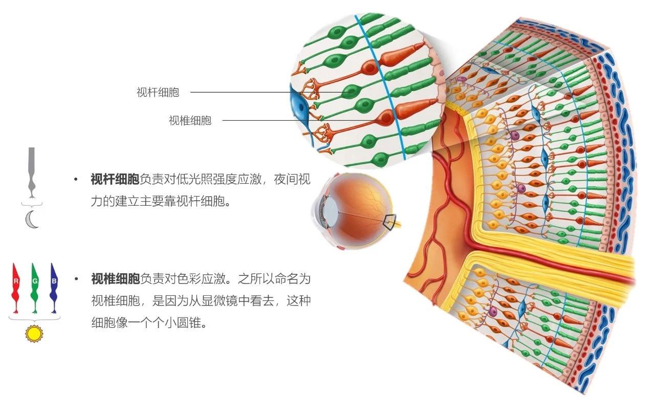 视杆细胞结构图图片