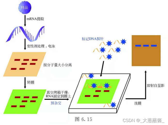 northern杂交图片