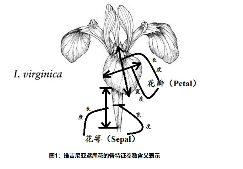 数据集分析keel的鸢尾花iris