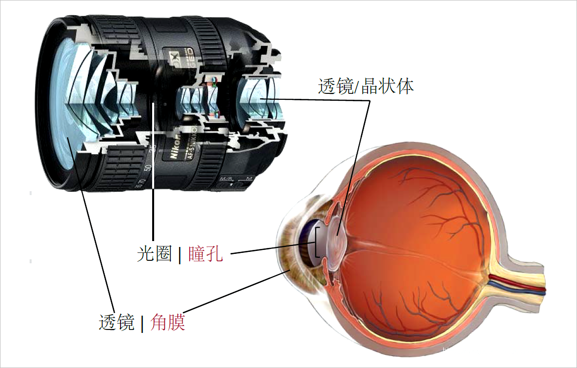 ▲ 图1.1.3 相机镜头 与人眼结构之间对应关系