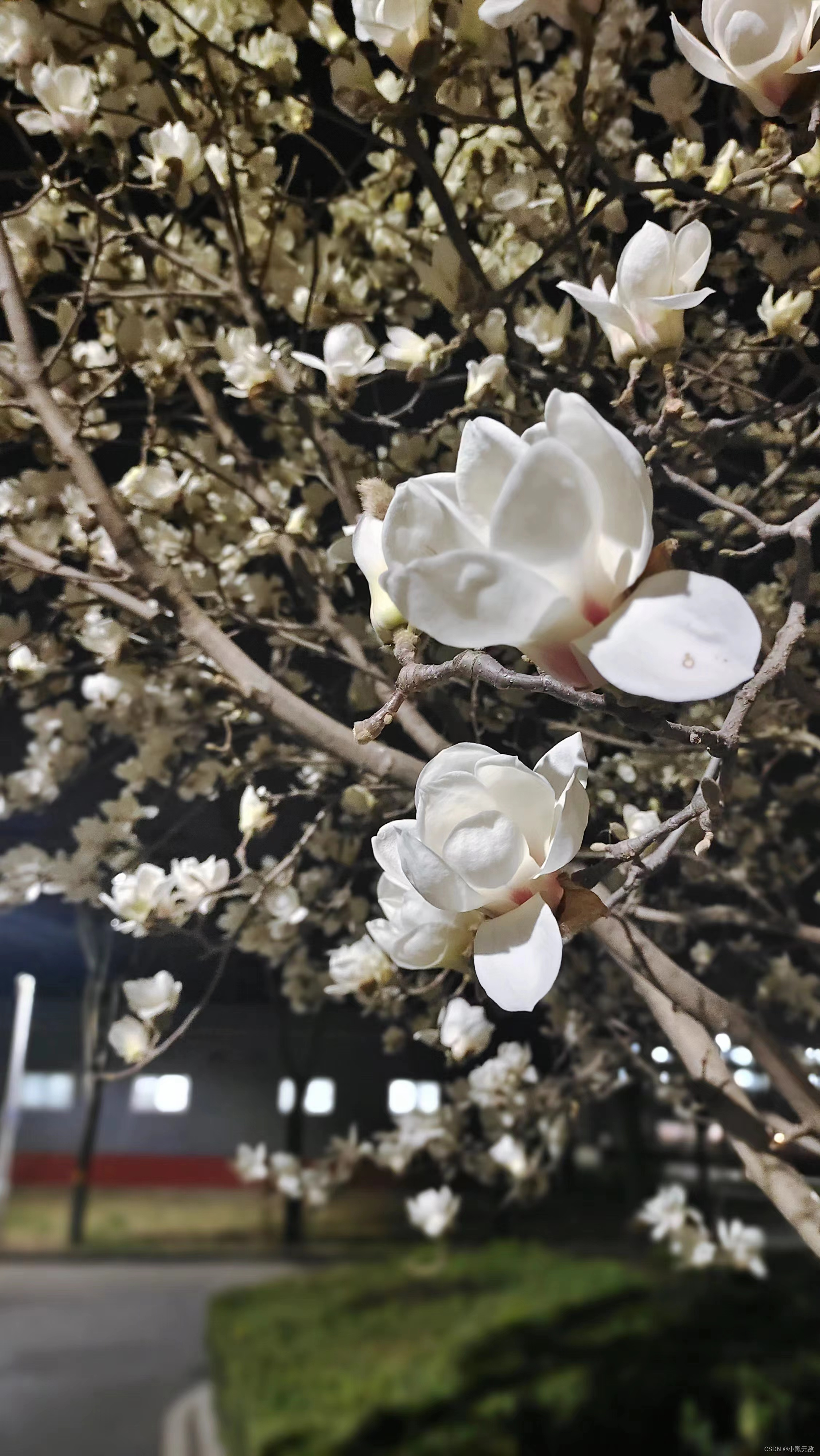 小黑抱紧沛奇老师课程的大腿，继续学习git的日常积累:沛奇老师git笔记（git命令与分支）