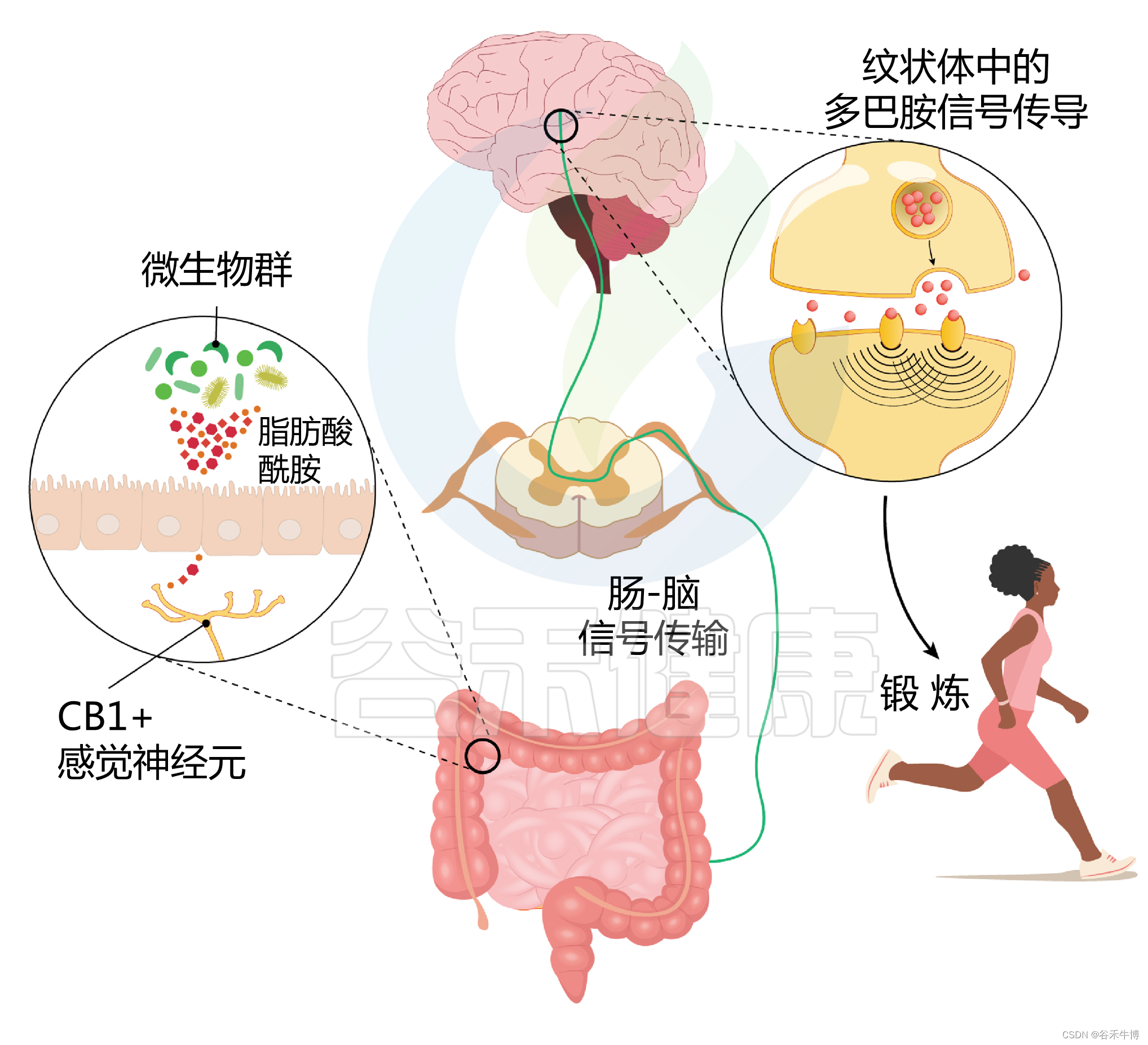 无法坚持运动？解密肠道菌群影响运动积极性