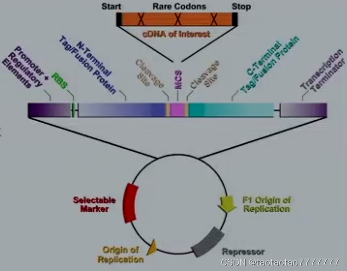 9 讲 重组 dna 克隆技术_infusion连接是黏性末端吗_taotaotao7777777