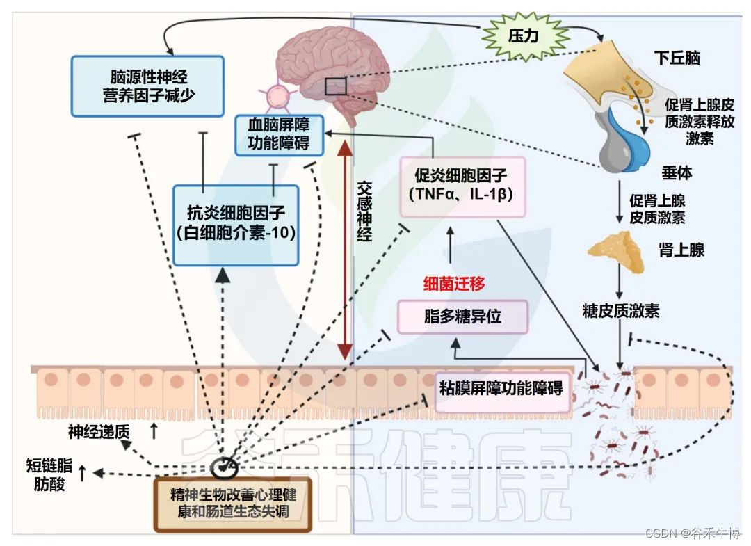 拥有良好的社交和友谊会使肠道微生物群更健康