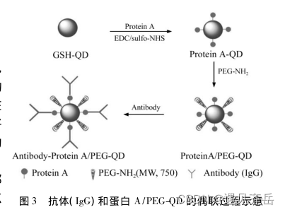 生物分子(蛋白、抗体、多肽、糖类、抗体、药物、多肽、核酸)偶联近红外CdS、CdSe、CdTe，ZnS、ZnSe、ZnTe、HgS、HgSe、HgTe量子点