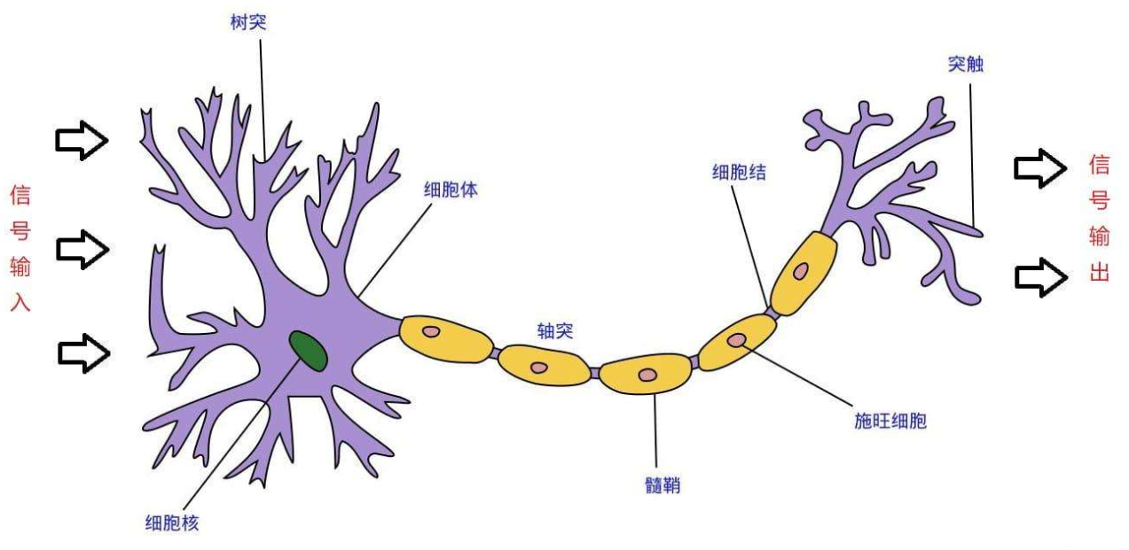 2021/12/27机器学习之感知机和自适应神经元算法_根据差分方程设计 自