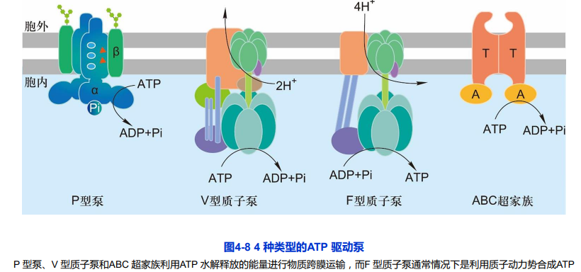 【精选】物质进出细胞的方式_什么物质进出细胞需要转运蛋白_生信爱好