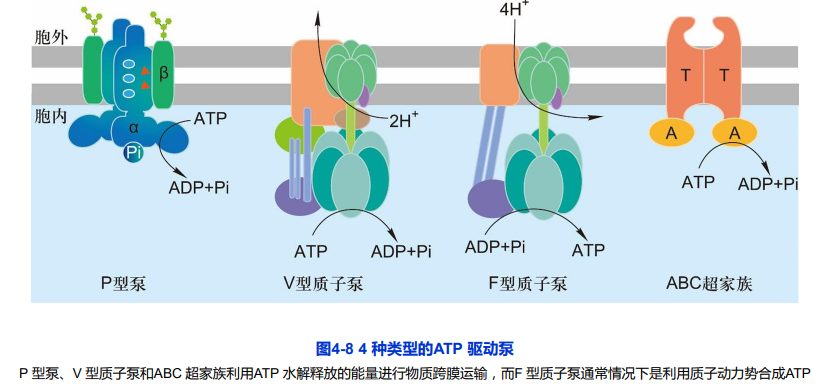 原发性主动转运图片