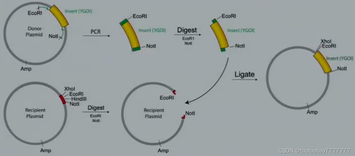 克隆載體:質粒plasmids,噬菌體phages,粘粒cosmids, 酵母人工染色體