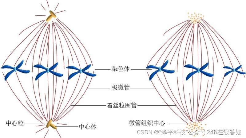 动植物细胞中纺锤体的结构↑高等植物细胞板型的胞质分裂↑高等植物