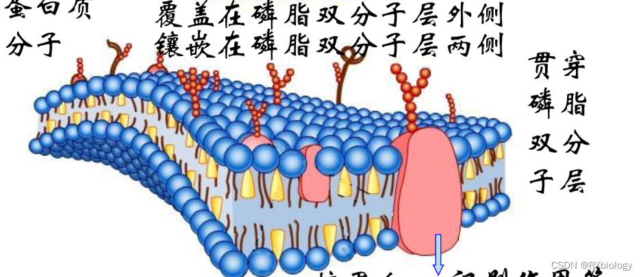 DMPE-PEG-DBCO ，PEG2000，二肉豆蔻酰磷脂酰乙醇胺-聚乙二醇-二苯并环辛炔_gppbdo-CSDN博客