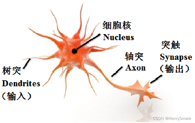 神经元生理结构示意图