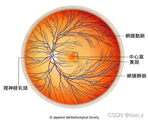 图片来自网络