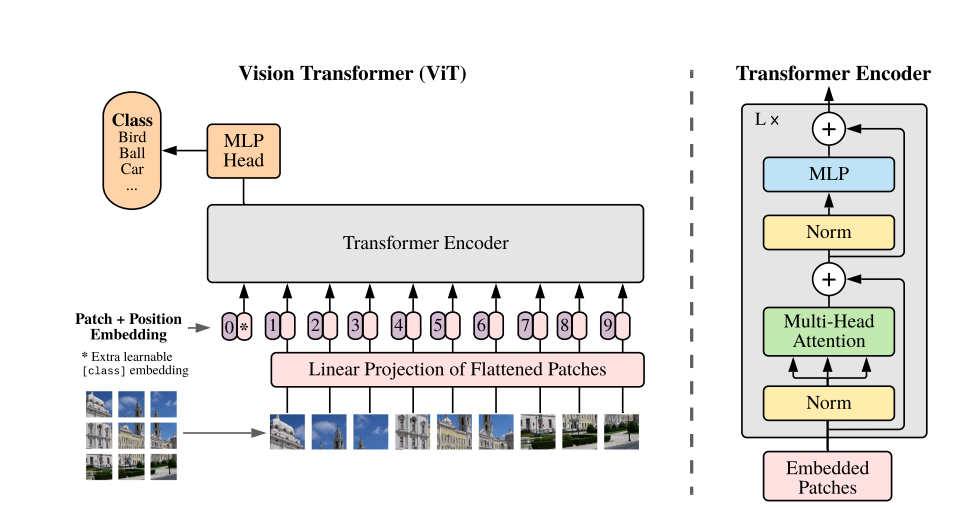 使用Pytorch从零实现Vision Transformer